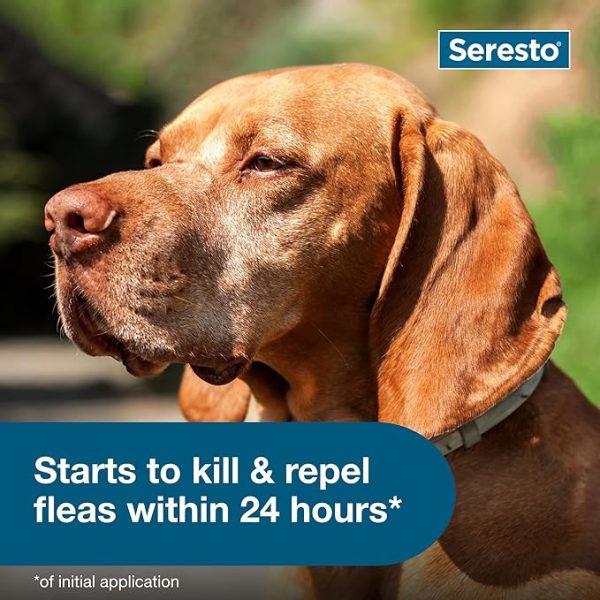 Seresto Large Dog Vet-Recommended Flea & Tick Treatment & Prevention Collar for Dogs Over 18 lbs. | 8 Months Protection - Image 2