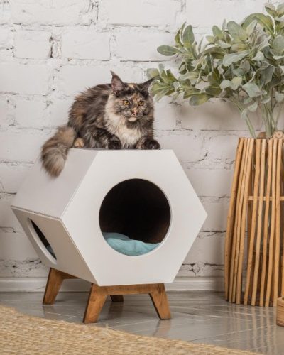 cat-meikun-breed-is-sitting-his-pet-house-with-bowl-food-nearby-1