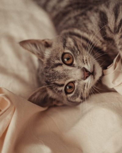 tabby-gray-striped-cat-relaxes-on-bed
